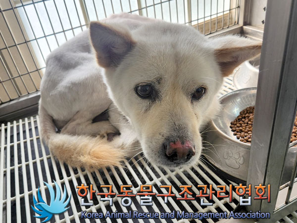 한국동물구조관리협회_411317202300209